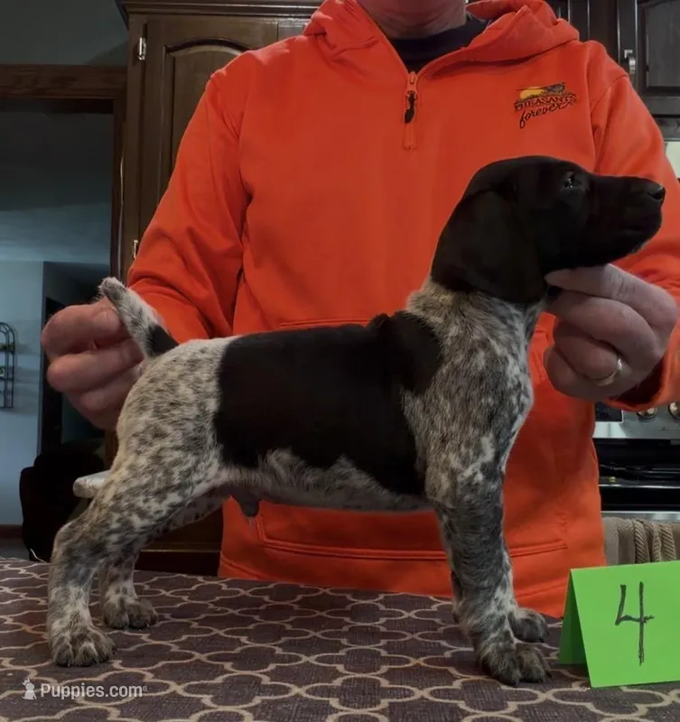 Ohio pup Black/Ticked male 4 – German Shorthaired Pointer puppy for sale in Coldwater, OH