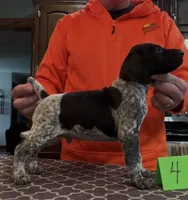 Ohio pup Black/Ticked male 4, a male German Shorthaired Pointer for sale in Coldwater, OH – Photo 1 of 10