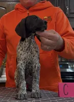 Ohio pup C, a female German Shorthaired Pointer for sale in Coldwater, OH – 7 of 9