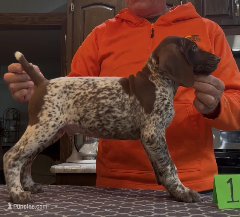 Ohio Pups Male 1 – German Shorthaired Pointer puppy for sale in Coldwater, OH