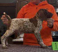 Ohio Pups Male 1, a male German Shorthaired Pointer for sale in Coldwater, OH – 1 of 7