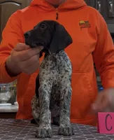 Ohio pup C, a female German Shorthaired Pointer for sale in Coldwater, OH – 4 of 9