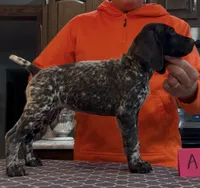 Ohio pup A, a female German Shorthaired Pointer for sale in Coldwater, OH – 3 of 8