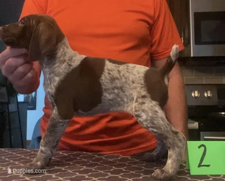 Ohio Pup 2 – German Shorthaired Pointer puppy for sale in Coldwater, OH