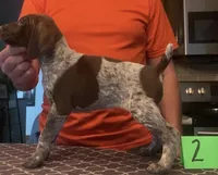 Ohio Pup 2, a female German Shorthaired Pointer for sale in Coldwater, OH – Photo 1 of 3