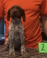 Ohio Pup 2, a female German Shorthaired Pointer for sale in Coldwater, OH – Photo 3 of 3