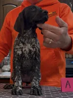 Ohio pup A, a female German Shorthaired Pointer for sale in Coldwater, OH – 5 of 8
