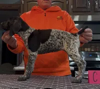 Ohio pup C, a female German Shorthaired Pointer for sale in Coldwater, OH – 9 of 9
