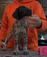 Ohio pup E, a female German Shorthaired Pointer for sale in Coldwater, OH – 4 of 5