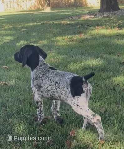 Ohio pup black/ticked female D – German Shorthaired Pointer puppy for sale in Coldwater, OH