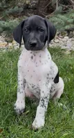 Ohio pup B, a female German Shorthaired Pointer for sale in Coldwater, OH – 3 of 7