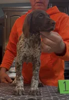Ohio Pups Male 1, a male German Shorthaired Pointer for sale in Coldwater, OH – 7 of 7
