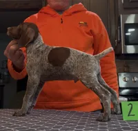 Ohio Pups Male 2, a male German Shorthaired Pointer for sale in Coldwater, OH – 5 of 6