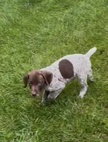 Ohio Pups Male 2, a male German Shorthaired Pointer for sale in Coldwater, OH – 6 of 6