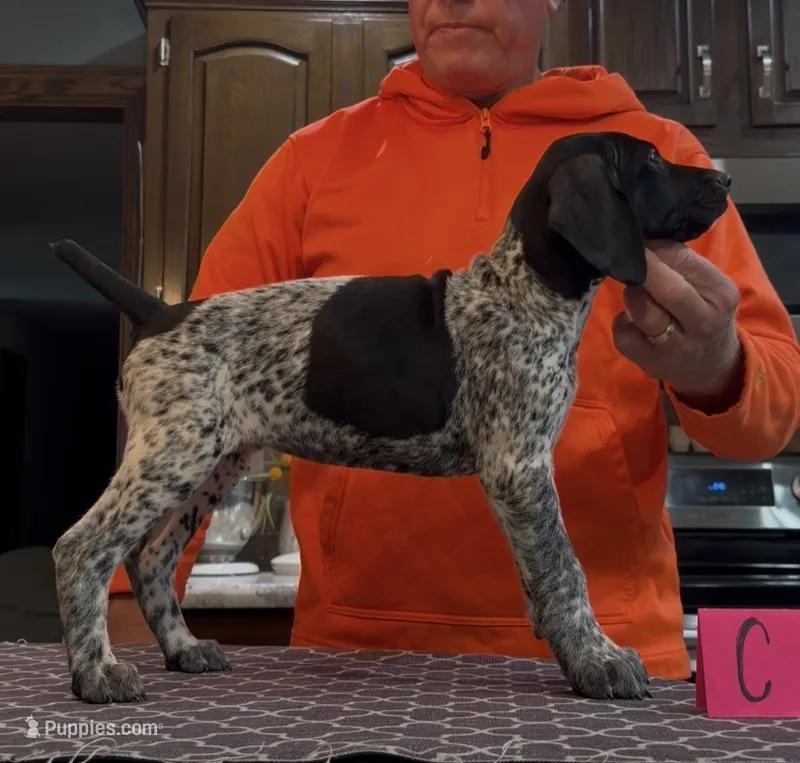 Ohio pup C – German Shorthaired Pointer puppy for sale in Coldwater, OH