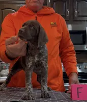 Ohio pup F, a female German Shorthaired Pointer for sale in Coldwater, OH – 9 of 10