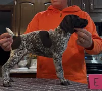 Ohio pup E, a female German Shorthaired Pointer for sale in Coldwater, OH – 2 of 5
