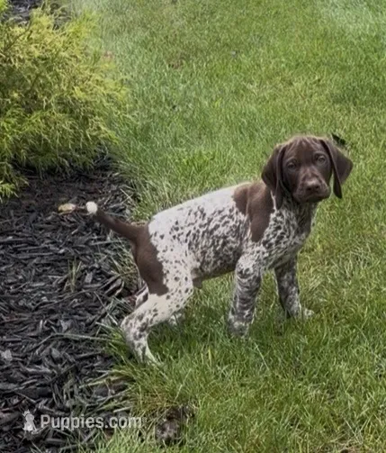 Ohio Pups Male 1 – German Shorthaired Pointer puppy for sale in Coldwater, OH