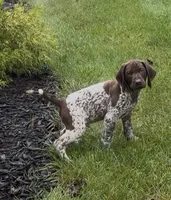 Ohio Pups Male 1, a male German Shorthaired Pointer for sale in Coldwater, OH – 2 of 7