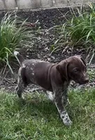 Ohio pup F, a female German Shorthaired Pointer for sale in Coldwater, OH – 7 of 10