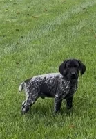 Ohio Pups Male 4, a male German Shorthaired Pointer for sale in Coldwater, OH – 8 of 8