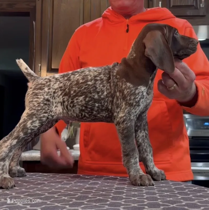 Ohio pups males – German Shorthaired Pointer puppy for sale in Coldwater, OH