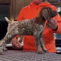 Ohio pups males, a male German Shorthaired Pointer for sale in Coldwater, OH – 1 of 2