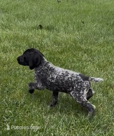 Ohio Pups Male 4 – German Shorthaired Pointer puppy for sale in Coldwater, OH