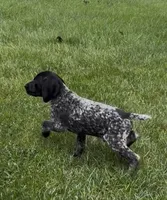 Ohio Pups Male 4, a male German Shorthaired Pointer for sale in Coldwater, OH – 2 of 8