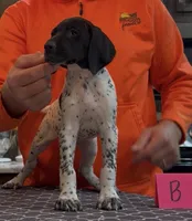 Ohio pup B, a female German Shorthaired Pointer for sale in Coldwater, OH – 5 of 7
