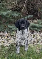 Ohio pup C, a female German Shorthaired Pointer for sale in Coldwater, OH – 5 of 9