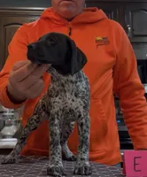 Ohio pup E, a female German Shorthaired Pointer for sale in Coldwater, OH – 3 of 5