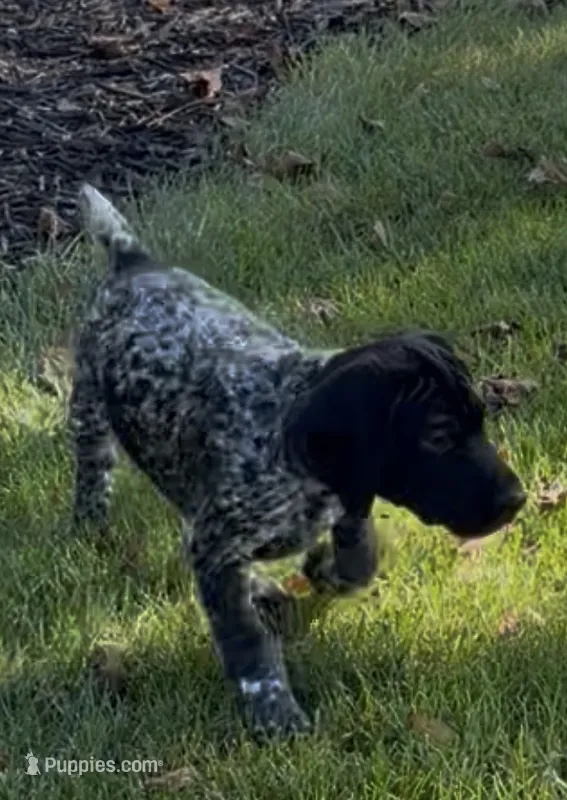 Ohio Pups black/roan Male 4 – German Shorthaired Pointer puppy for sale in Coldwater, OH