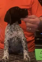 Ohio pup 5, a female German Shorthaired Pointer for sale in Coldwater, OH – Photo 2 of 4