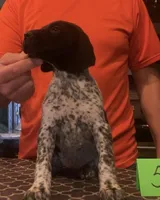 Ohio pup 5, a female German Shorthaired Pointer for sale in Coldwater, OH – Photo 3 of 4