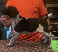 Ohio pup 5, a female German Shorthaired Pointer for sale in Coldwater, OH – Photo 4 of 4