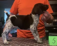 Ohio pup 5, a female German Shorthaired Pointer for sale in Coldwater, OH – Photo 1 of 4