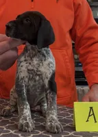 Ohio pup Black/Ticked Female A, a female German Shorthaired Pointer for sale in Coldwater, OH – Photo 2 of 9