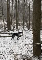 Ohio pup Black/Ticked Female A, a female German Shorthaired Pointer for sale in Coldwater, OH – Photo 3 of 9