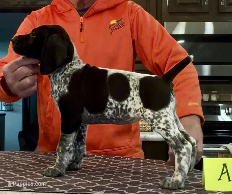 Ohio pup Black/Ticked Female A – German Shorthaired Pointer puppy for sale in Coldwater, OH