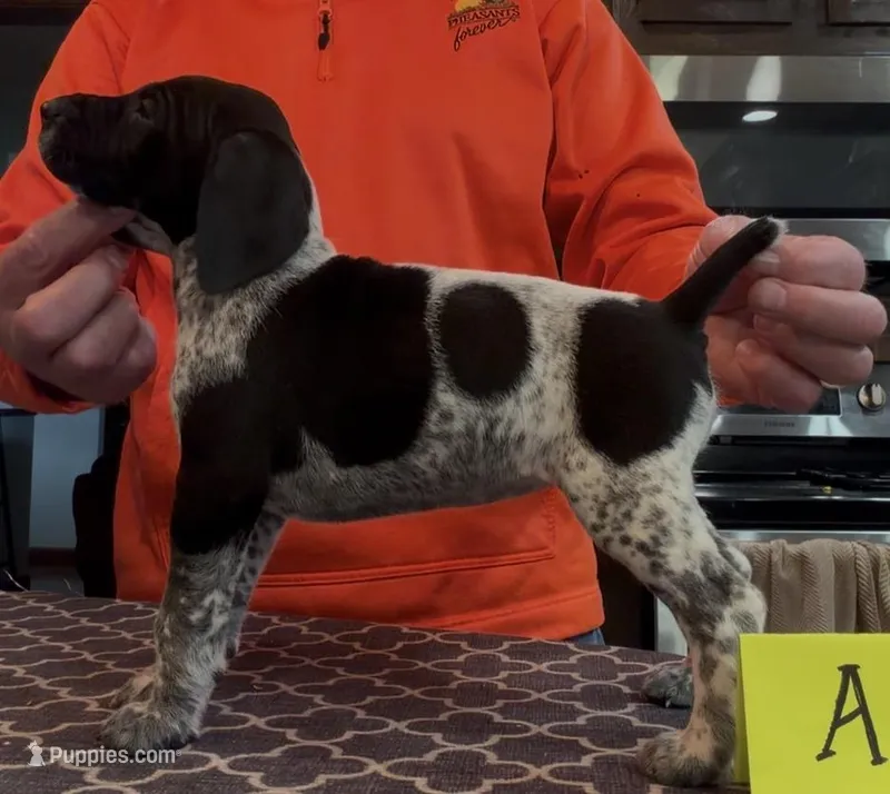 Ohio pup Black/Ticked Female A – German Shorthaired Pointer puppy for sale in Coldwater, OH