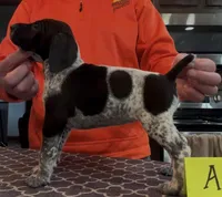 Ohio pup Black/Ticked Female A, a female German Shorthaired Pointer for sale in Coldwater, OH – Photo 1 of 9