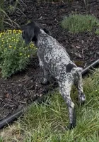 Ohio Pups Male 4, a male German Shorthaired Pointer for sale in Coldwater, OH – 3 of 8