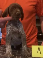 Ohio pup A, a male German Shorthaired Pointer for sale in Coldwater, OH – Photo 2 of 3