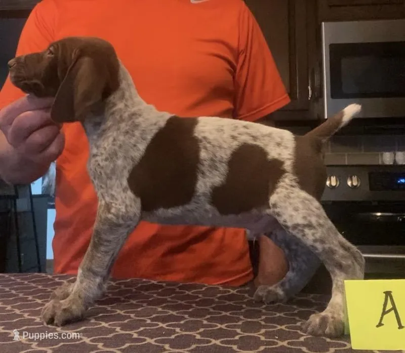 Ohio pup A – German Shorthaired Pointer puppy for sale in Coldwater, OH