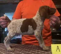 Ohio pup A, a male German Shorthaired Pointer for sale in Coldwater, OH – Photo 3 of 3