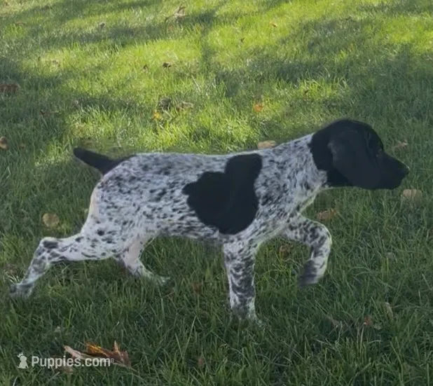Ohio pup black/ticked female D – German Shorthaired Pointer puppy for sale in Coldwater, OH