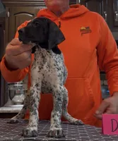 Ohio pup D, a female German Shorthaired Pointer for sale in Coldwater, OH – 7 of 7