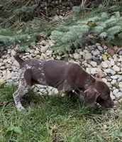 Ohio pup F, a female German Shorthaired Pointer for sale in Coldwater, OH – 8 of 10