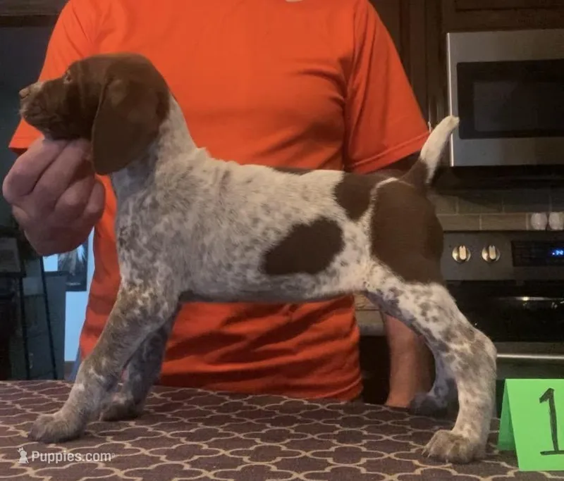 Ohio Pup 1 – German Shorthaired Pointer puppy for sale in Coldwater, OH